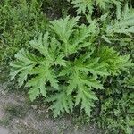 Heracleum sosnowskyi Lehti