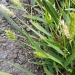 Setaria viridis Hoja