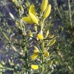 Ulex parviflorus 花