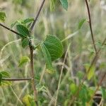 Acalypha crenata Lapas