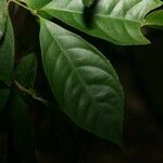 Rinorea amapensis Лист