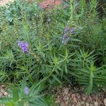 Scutellaria baicalensis Flor
