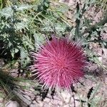 Cirsium occidentale Cvet