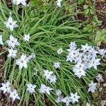 Ipheion uniflorum Hábito