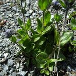 Veronica alpina ഇല