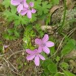 Geranium asphodeloides Кветка