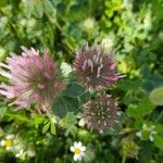 Trifolium hirtum Floare
