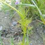 Adonis flammea Blad