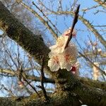 Prunus armeniaca L.Flors