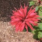 Monarda didymaFlower