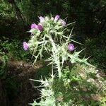 Carduus cephalanthus Blomma