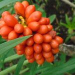 Anchomanes difformis Fruit