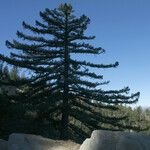 Pseudotsuga macrocarpa Yeri