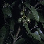 Vismia ramuliflora Frucht