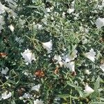 Cordia parvifolia Цвят