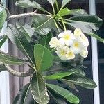 Plumeria obtusa Blatt