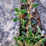 Polygonum arenastrum Flower