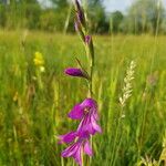 Gladiolus palustris Blüte