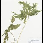 Selaginella parkeri Лист