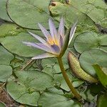 Nymphaea elegans Floare