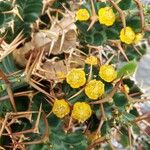 Euphorbia clavigera Blüte