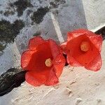 Brachychiton acerifolius Virág