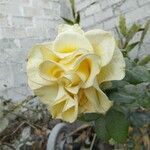 Rosa foetida Květ