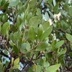 Arctostaphylos pungens Folio