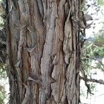 Juniperus seravschanica Casca