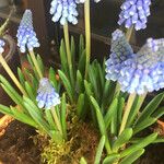 Muscari azureum Lorea