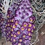 Cistanche violacea Lorea