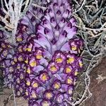 Cistanche violacea Bloem