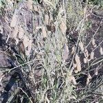 Crotalaria juncea Fruit