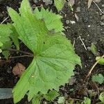 Ligularia stenocephala Fuelha