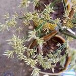 Cyperus articulatus Цветок