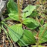 Calceolaria biflora Leaf