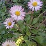 Bellis sylvestris 葉