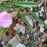 Dianthus glacialis Hoja