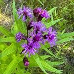 Vernonia baldwinii Цвят