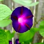 Ipomoea tricolor Цветок