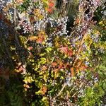 Berberis aquifolium 叶