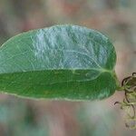 Smilax anceps Lapas