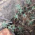 Helianthemum syriacum Hoja