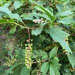 Phytolacca bogotensisFlors