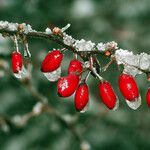 Berberis vulgaris Плід