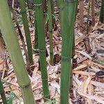 Phyllostachys reticulata Koor