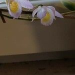 Dendrobium loddigesii Blomst