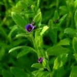 Asperugo procumbens Квітка