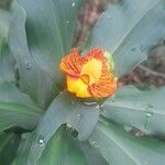 Costus pictus Kwiat