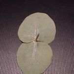 Eucalyptus pulverulenta Folha